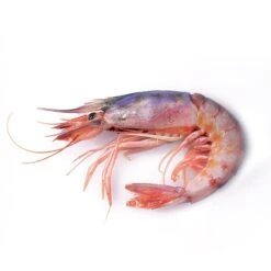 Whole Purple Prawns - M Size