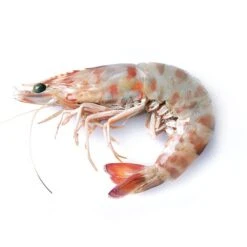Whole Caramote Prawns - XL Size
