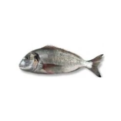 Wild Grey Seabream