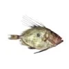 John Dory Fish -US Snack Sales 2024 18108 1