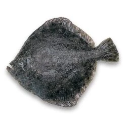 Wild Turbot 1/2 Kg
