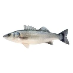 Atlantic Seabass