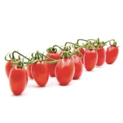 Datterino Tomato