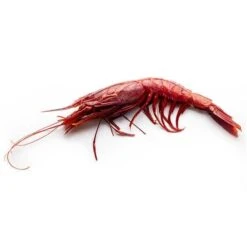 Atlantic Scarlet Prawn XL (Carabinero) 5 Atlantic Scarlet Prawn XL (Carabinero) -US Snack Sales 2024 9747 gamberorossoatlantico dongambero optimized