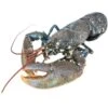 Live Blue Lobster -US Snack Sales 2024 live blue lobster