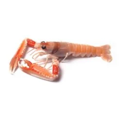 Frozen Langoustine 3/5